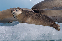 Harbour Seals, Iceland