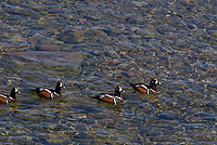 Harlequin Ducks, (Histrionicus histrionicus), Iceland