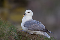 Northern Fulmar, (Fulmarus glacialis), Latrabjarg, Iceland