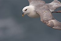 Northern Fulmar in Flight, (Fulmarus glacialis), Iceland