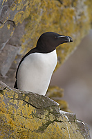 Razorbill, (Alca torda), Latrabjarg, Iceland