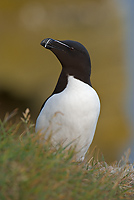 Razorbill, (Alca torda), Latrabjarg, Iceland