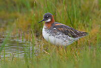 Red-necked Phalarope, (Phalaropus lobatus), Iceland