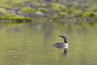 Red-throated Loon, (Gavia stellata), Iceland