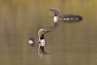 Red-throated Loons, (Gavia stellata), Iceland
