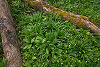 Deciduous Forest Floor, Spring, Pictured Rocks National Lakeshore, Michigan