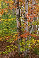 Birch Trees, Autumn, Alger County, Michigan, Forest