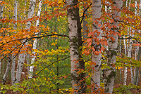 Forest, Birch Trees; Autumn; Alger County; Michigan; Forest