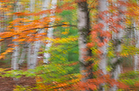 Forest, Birch Trees; Autumn; Alger County; Michigan; Forest
