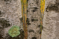 Birch Trees; Autumn; Alger County; Michigan; Forest