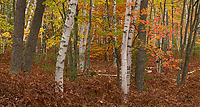 Birch Trees; Autumn; Forest; Alger County; Michigan; Panoramic