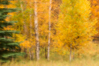 Autumn Forest, Northern Michigan, Multiple Exposure
