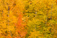 Autumn Forest, Northern Michigan, Multiple Exposure