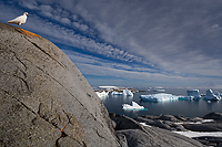 Booth Island, Antarctica