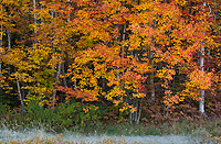 Deciduous Forest, Autumn, Michigan