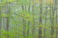 Deciduous Hardwood Forest During Rain, Spring, Pictured Rocks National Lakeshore, Michigan