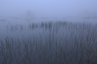 Foggy Morning, Summer, Michigan