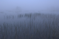 Foggy Morning, Summer, Michigan