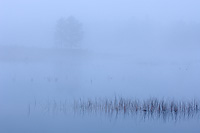 Foggy Morning, Autumn, Northern Michigan