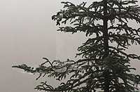 Foggy Morning, Forest, Summer, Michigan