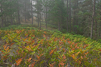 Foggy Morning, Forest, Summer, Michigan