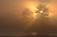 Foggy Morning, Northern Michigan