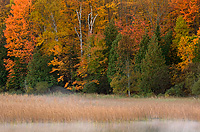 Nelson Lake, Autumn, Michigan