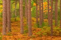 Old Growth, Multiple Exposure, Red Pine Forest SNWR, Autumn