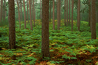 Old Growth, Red Pine Forest SNWR, Autumn