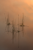 Reeds in Water, Summer, Northern Michigan