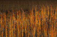 Reeds in Lake, Nelson Lake, Autumn, Michigan