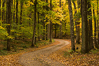 Road Through Forest, Autumn, Northern Michigan