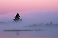 Silhouetted Trees at Dawn, Northern Michigan, Autumn