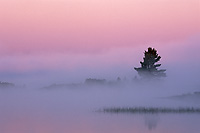 Silhouetted Trees at Dawn, Northern Michigan, Autumn