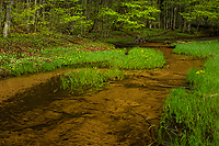 Small Stream, Spring, Pictured Rocks National Lakeshore, Upper Peninsula, Michigan