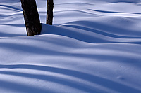 Tree Shadows on Snow, Winter