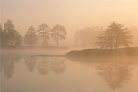 Tree Silhouettes and Reflections at Dawn, Northern Michigan, Autumn