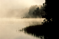 Tree Silhouettes in Fog at Dawn, Northern Michigan, Autumn