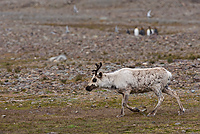 Reindeer, (Rangifer tarandus), Fortuna Bay, South Georgia Island