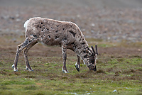 Reindeer, (Rangifer tarandus), Fortuna Bay, South Georgia Island