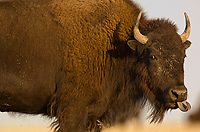 American Bison, (Bison bison), Badlands National Park, South Dakota