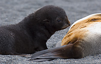 Antarctic Fur Seal, Female with Pup