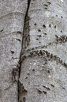 Black Bear Claw Marks on Beech Tree