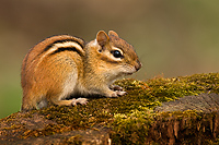 Eastern Chipmunk, (Tamias striatus), Spring, Michigan