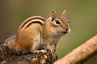 Eastern Chipmunk, (Tamias striatus), Spring, Michigan