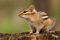 Eastern Chipmunk, (Tamias striatus), Spring, Michigan