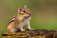 Eastern Chipmunk, (Tamias striatus), Spring, Michigan