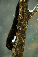 Eastern Gray Squirrel, Black Morph, Winter