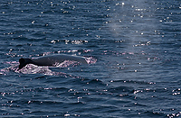 Humpback Whale, (Megaptera novaeangliae) Cruising Along Antarctic Peninsula