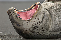 Leopard Seal, Showing Teeth
